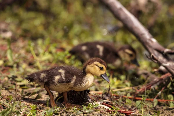 Liten Brun Baby Myskänder Ankungar Cairina Moschata Flock Tillsammans Damm — Stockfoto