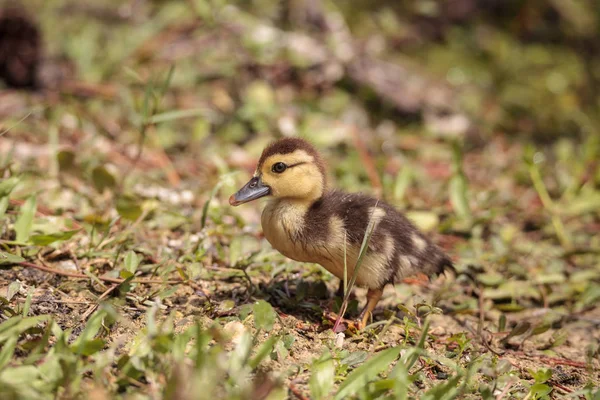 Malé Hnědé Baby Pižmových Kachňata Cairina Moschata Stádo Pohromadě Rybníku — Stock fotografie