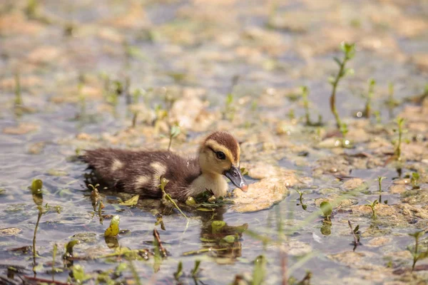 Kleine Braune Baby Entchen Cairina Moschata Schwärmen Zusammen Einem Teich — Stockfoto