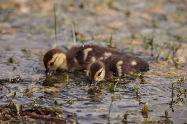 Malé Hnědé Baby Pižmových Kachňata Cairina Moschata Stádo Pohromadě Rybníku — Stock fotografie