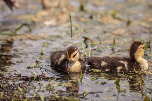 Liten Brun Baby Myskänder Ankungar Cairina Moschata Flock Tillsammans Damm — Stockfoto