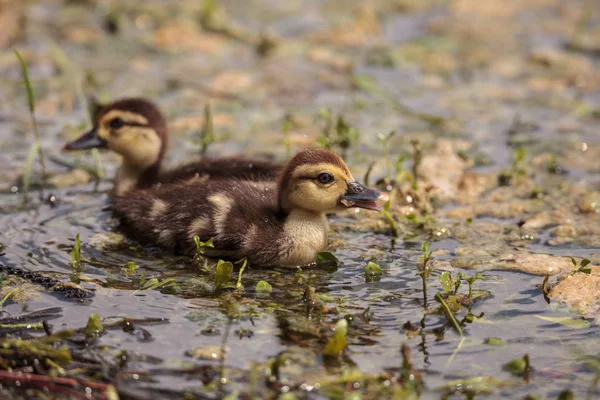 Liten Brun Baby Myskänder Ankungar Cairina Moschata Flock Tillsammans Damm — Stockfoto