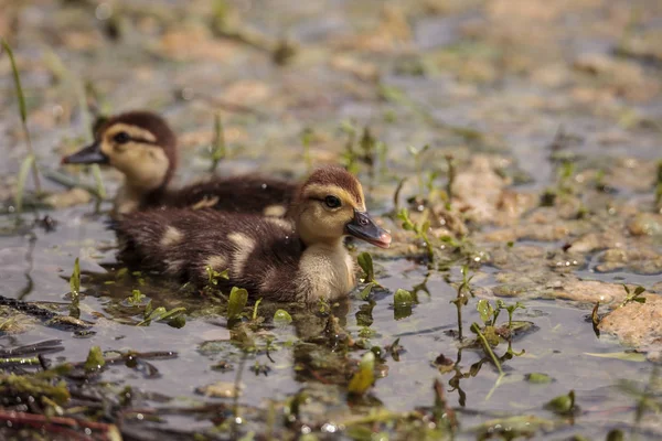 Malé Hnědé Baby Pižmových Kachňata Cairina Moschata Stádo Pohromadě Rybníku — Stock fotografie