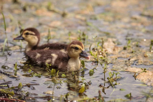 Liten Brun Baby Myskänder Ankungar Cairina Moschata Flock Tillsammans Damm — Stockfoto