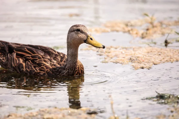 Kvinnliga Mottled Anka Anas Fulvigula Fulvigula Simmar Damm Naples Florida — Stockfoto