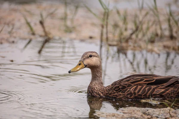 Feminino Mottled Duck Anas Fulvigula Fulvigula Nada Uma Lagoa Nápoles — Fotografia de Stock