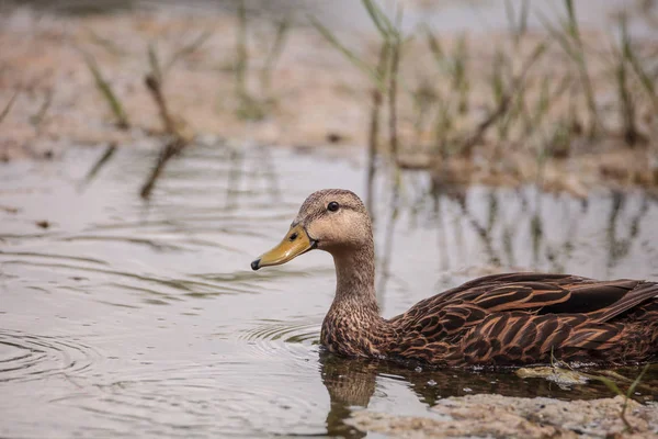 Weibliche Melierte Ente Anas Fulvigula Fulvigula Schwimmt Einem Teich Neapel — Stockfoto