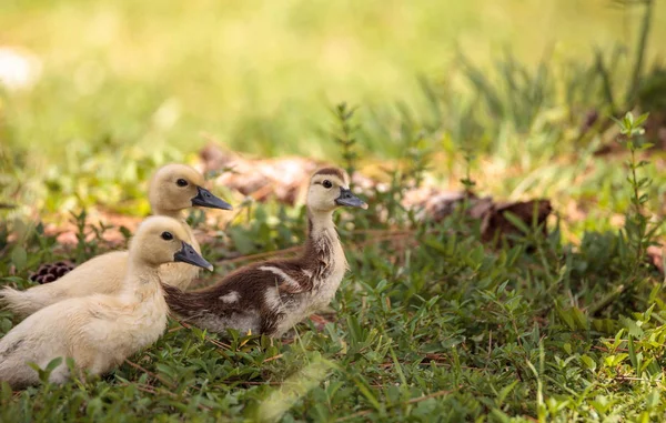 Yellow Baby Muscovy Ducklings Cairina Moschata Pond Naples Florida Summer — Stock Photo, Image