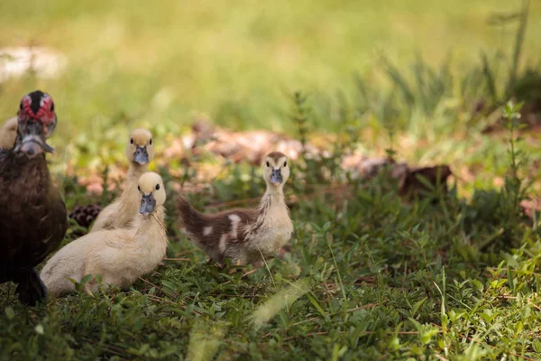 Amarelo Bebê Moscovo Patinhos Cairina Moschata Uma Lagoa Nápoles Flórida — Fotografia de Stock