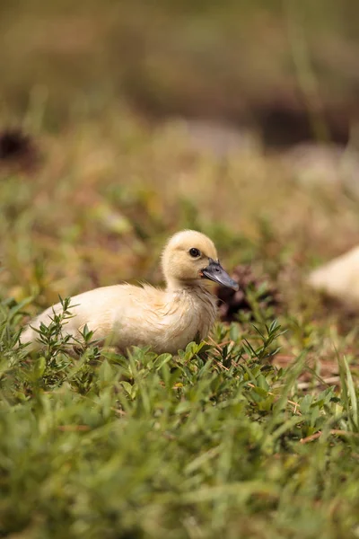 Sárga Baba Pézsmakacsa Inasok Cairina Moschata Naples Florida Tóban Nyáron — Stock Fotó