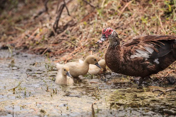 Amarelo Bebê Moscovo Patinhos Cairina Moschata Uma Lagoa Nápoles Flórida — Fotografia de Stock