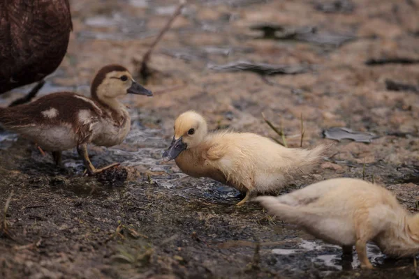 Žlutý Baby Pižmových Kachňata Cairina Moschata Rybníku Naples Floridě Létě — Stock fotografie