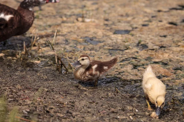 Žlutý Baby Pižmových Kachňata Cairina Moschata Rybníku Naples Floridě Létě — Stock fotografie