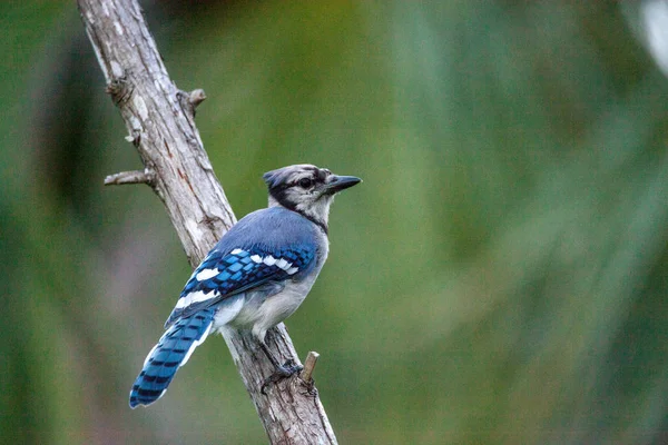 Jay Niebieski Ptak Cyanocitta Cristata Okonie Oddział Naples Florida Lecie — Zdjęcie stockowe