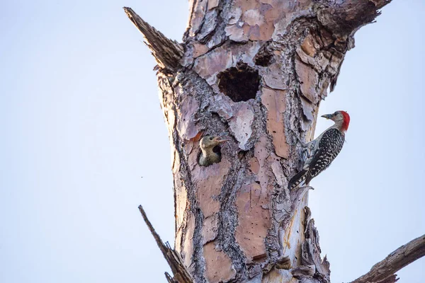 Red Bellied Woodpecker Melanerpes Carolinus Chick Smeekt Haar Ouders Voor — Stockfoto