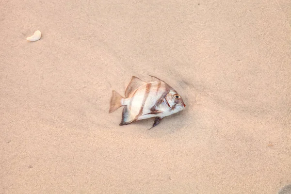 Атлантический Spadefish Chaetodipterus Фабер Пляже Песка Неаполь Бич Неаполе Флорида — стоковое фото