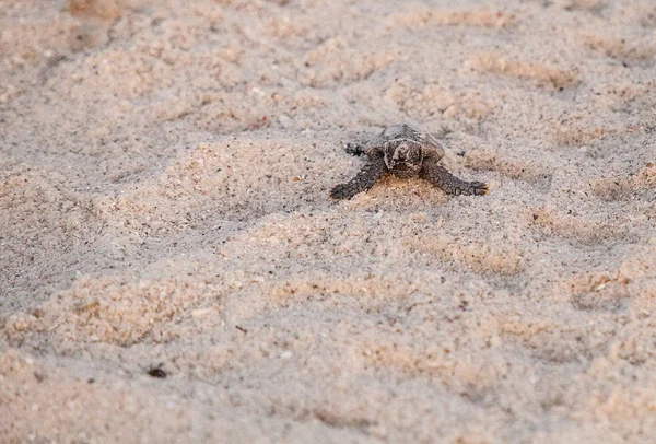 Civciv Bebek Caretta Deniz Kaplumbağaları Caretta Caretta Onların Yuvadan Tırmanmak — Stok fotoğraf