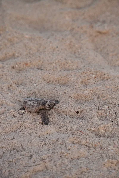 Civciv Bebek Caretta Deniz Kaplumbağaları Caretta Caretta Onların Yuvadan Tırmanmak — Stok fotoğraf