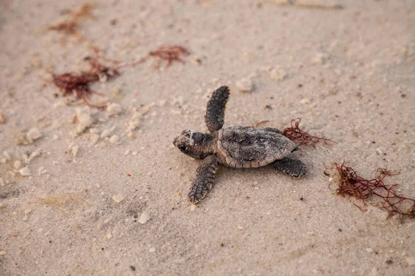 Civciv Bebek Caretta Deniz Kaplumbağaları Caretta Caretta Onların Yuvadan Tırmanmak — Stok fotoğraf