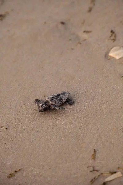 Des Bébés Tortues Caouannes Caretta Caretta Sortent Leur Nid Dirigent — Photo