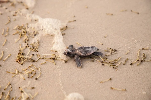 Hatchling Baby Loggerhead Sea Turtles Caretta Caretta Climb Out Nest — Stock Photo, Image