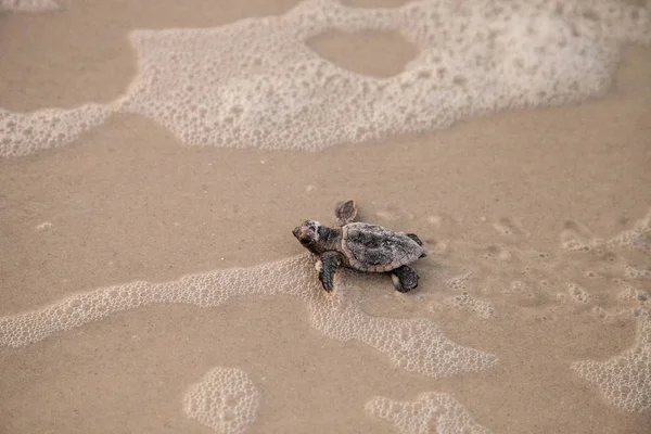 Hatchling 바다거북 거북이 Caretta의 Caretta 그들의 둥지에서 나폴리 플로리다에 황혼에 — 스톡 사진