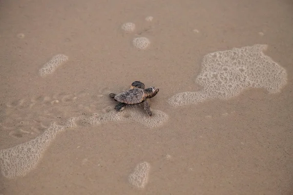 Hatchling Baby Loggerhead Sea Turtles Caretta Caretta Climb Out Nest — Stock Photo, Image