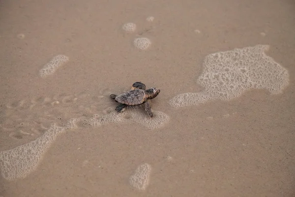 Las Tortugas Caretta Caretta Salen Nido Dirigen Océano Atardecer Playa —  Fotos de Stock