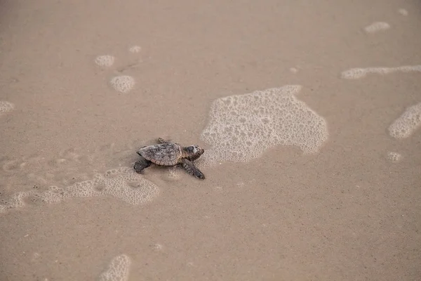 Hatchling Baby Loggerhead Sea Turtles Caretta Caretta Climb Out Nest — Stock Photo, Image