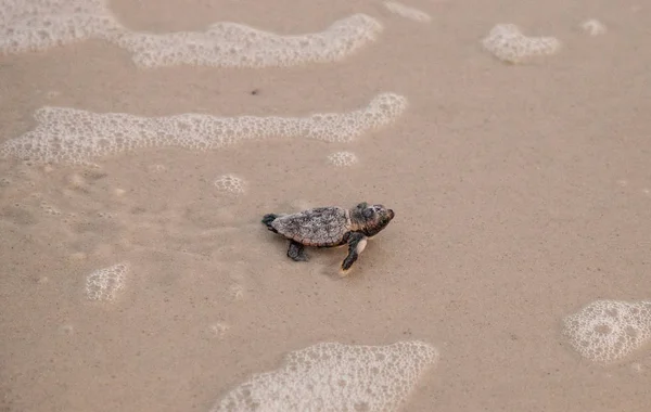 Las Tortugas Caretta Caretta Salen Nido Dirigen Océano Atardecer Playa —  Fotos de Stock