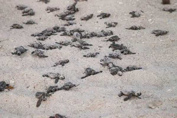 Hatchling baby loggerhead sea turtles Caretta caretta climb out of their nest and make their way to the ocean at dusk on Clam Pass Beach in Naples, Florida