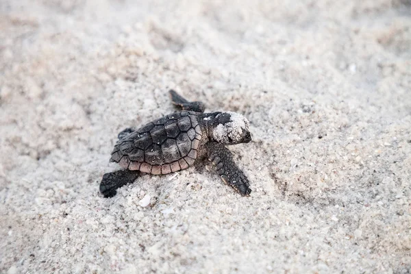 Hatchling bebé tortugas bobas de mar Caretta caretta salir —  Fotos de Stock