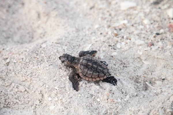 Hatchling bebé tortugas bobas de mar Caretta caretta salir —  Fotos de Stock