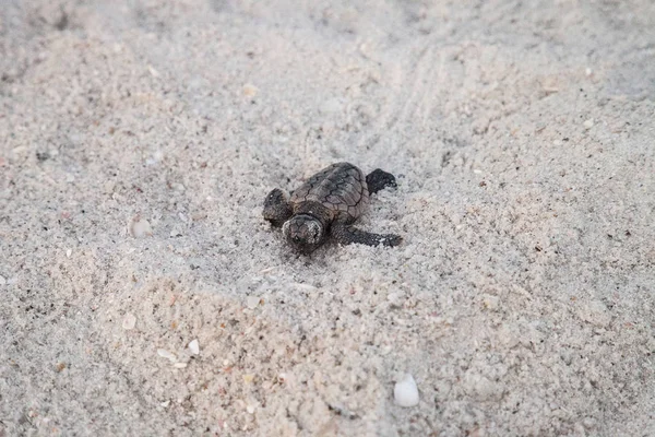 Mládě dítě loggerhead mořských želv Caretta caretta vylézt ven — Stock fotografie