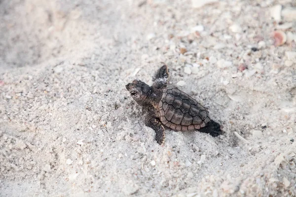 Hatchling baby loggerhead sea turtles Caretta caretta climb out — Stock Photo, Image