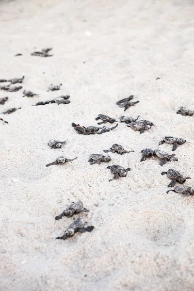 Civciv bebek Caretta Deniz kaplumbağaları Caretta caretta tırmanmak — Stok fotoğraf