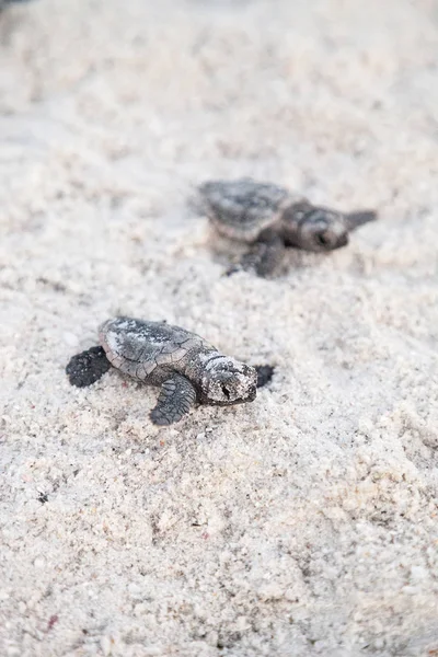 Las Tortugas Caretta Caretta Salen Nido Dirigen Océano Atardecer Playa —  Fotos de Stock