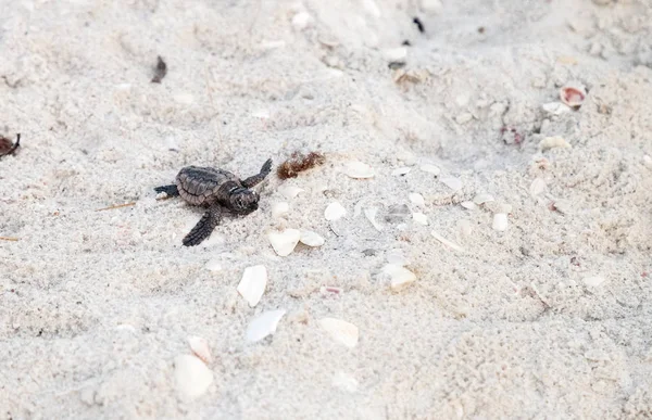 Incubando Bebê Tartarugas Marinhas Caretta Caretta Sair Seu Ninho Fazer — Fotografia de Stock