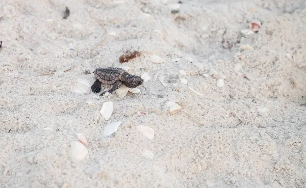 Hatchling baby loggerhead sea turtles Caretta caretta climb out — Stock Photo, Image