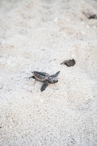 Hatchling baby dureń żółwie morskie Caretta caretta wspinać się — Zdjęcie stockowe
