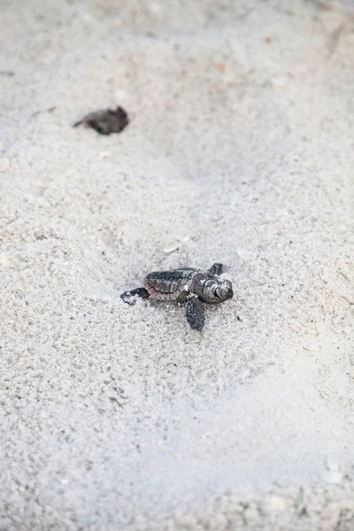 Civciv Bebek Caretta Deniz Kaplumbağaları Caretta Caretta Onların Yuvadan Tırmanmak — Stok fotoğraf