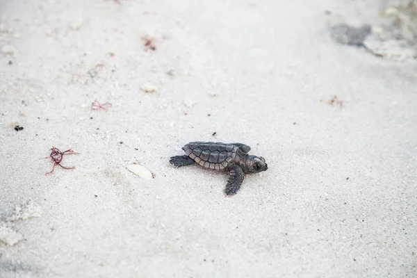 Civciv Bebek Caretta Deniz Kaplumbağaları Caretta Caretta Onların Yuvadan Tırmanmak — Stok fotoğraf