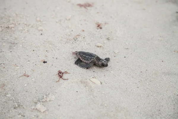 在佛罗里达州那不勒斯的克拉姆山口海滩 孵化的小虎海龟卡雷塔照顾者从鸟巢中爬出来 在黄昏时前往海洋 — 图库照片