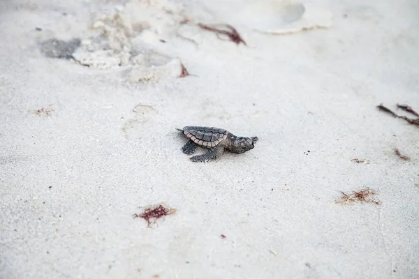 Hatchling Baby Loggerhead Sea Turtles Caretta Caretta Climb Out Nest — Stock Photo, Image