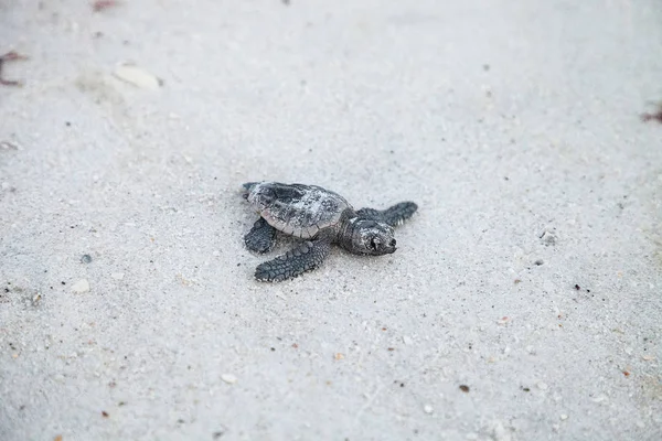 Las Tortugas Caretta Caretta Salen Nido Dirigen Océano Atardecer Playa —  Fotos de Stock