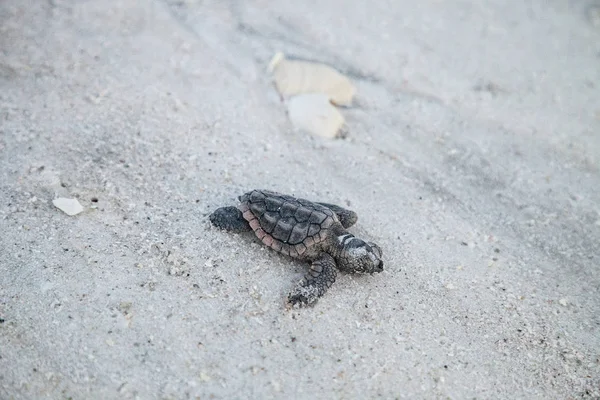 Civciv Bebek Caretta Deniz Kaplumbağaları Caretta Caretta Onların Yuvadan Tırmanmak — Stok fotoğraf
