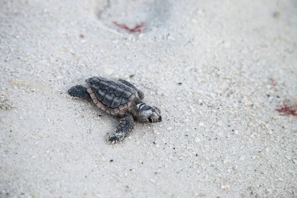 Des Bébés Tortues Caouannes Caretta Caretta Sortent Leur Nid Dirigent — Photo