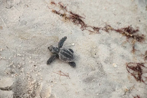 Las Tortugas Caretta Caretta Salen Nido Dirigen Océano Atardecer Playa —  Fotos de Stock