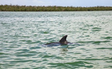 Şişe burunlu yunus Tursiops truncatus arka planda mangroves ile yaz aylarında Cape Romano, Florida kıyı yüzüyor.