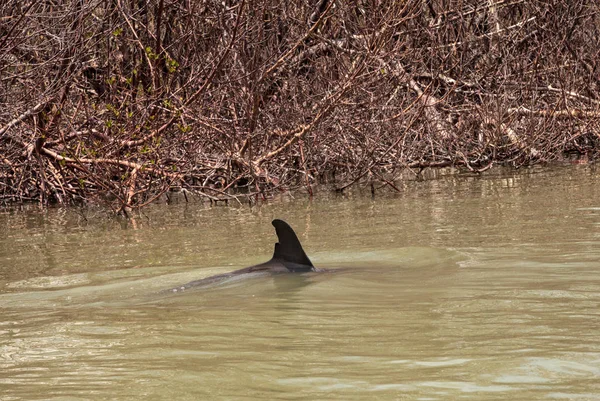 宽吻海豚 Tursiops 兰红游泳沿着罗马海角的海岸线 佛罗里达州在夏季与红树林的背景 — 图库照片